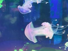 -左海海底世界