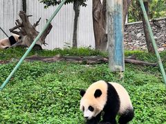 -卧龙中华大熊猫苑神树坪基地