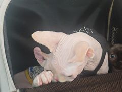 -佳雯宠物医院·皮肤科·内外科(春晓路分院)