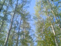 -尚庄度假村·庭台树下·户外烧烤·团建CS·轰趴营地(上庄水库店)