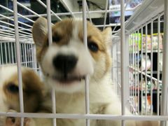 -FAELING PETS美天灵宠物(富力广场店)