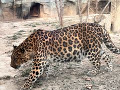 -石家庄市动物园