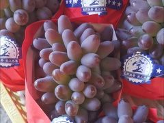 -马陆小张葡萄园农家乐