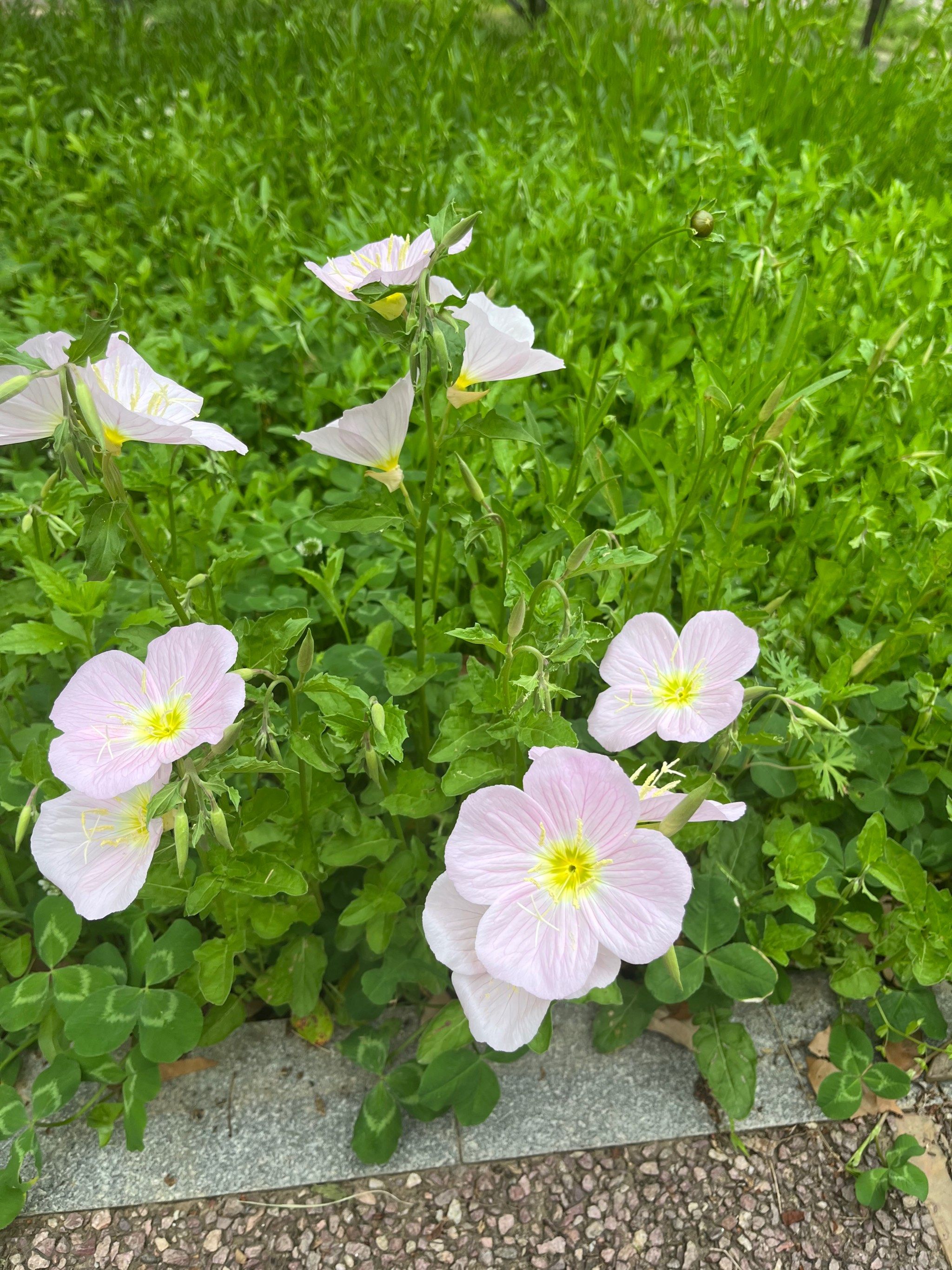 春天的小花花