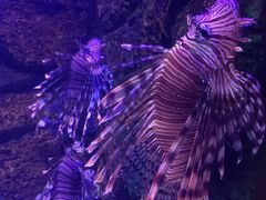 -梦幻海洋王国(吾悦广场张家港店)