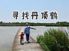 -盐城丹顶鹤湿地生态旅游区