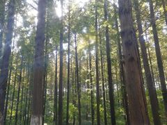 -昆山城市生态森林公园