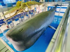 -上海海洋大学鱼文化博物馆(军工路校区)