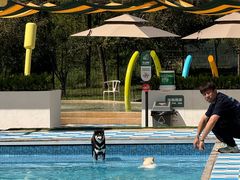 -爪吧宠物乐园 (温榆河示范区店)