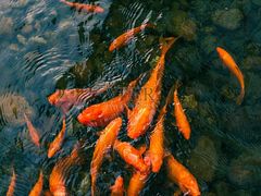 -南沙辉记烧鸡·荔枝木炭火吊烧(旧镇店)