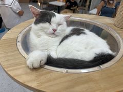 -喵园·猫主题咖啡厅·撸猫·猫咖(国贸店)