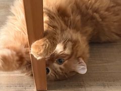 -帕帕拉兹宠物(亚洲旗舰店)