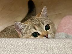 -萌兽医馆·犬猫专科·眼科中心·宠物医院(朝阳门分院)