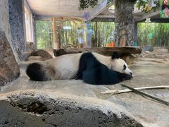 -海南热带野生动植物园