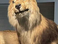 -上海自然博物馆