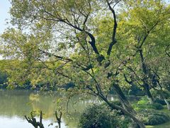 -西湖外事游船(花港观鱼码头)