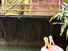 -海南槟榔谷黎苗文化旅游区