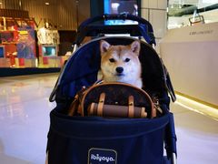 -蝶园·装修中(BFC外滩金融中心店)