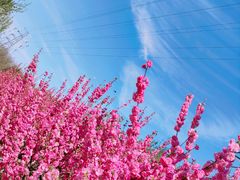 -永定河休闲森林公园