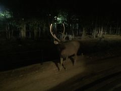 -清迈夜间动物园