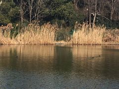 -新江湾城公园