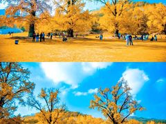 -千年银杏谷文化旅游区