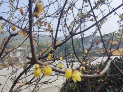 -无锡梅园公园