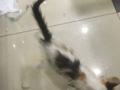 -内蒙古海拉尔烤羊腿·烤全羊·烧烤