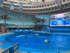 -海合安成都极地海洋公园
