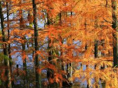 -白鹭湾湿地公园