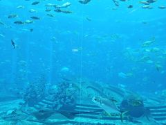 -亚特兰蒂斯•OSSIANO奥西亚诺海底餐厅