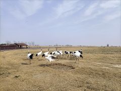 -盐城丹顶鹤湿地生态旅游区