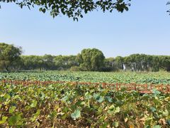 -洪湖生态旅游区