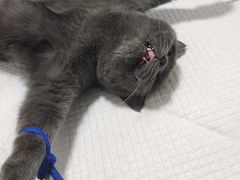 -灵美宠物诊所