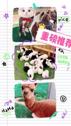 -萌宠亲子动物乐园(槐房万达店)