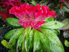 -长春公园(普阳街道)