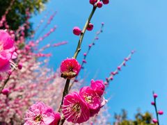 -贡湖湾湿地公园