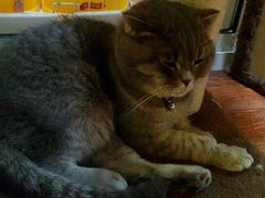 喵-猫色咖啡·猫咖
