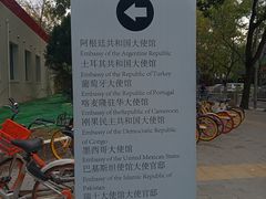 -三里屯东五街银杏大道
