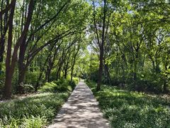 -昆山城市生态森林公园