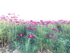 -枫林花海