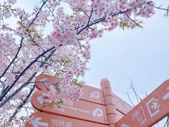 -顾村公园