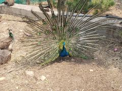 -西霞口神雕山野生动物世界