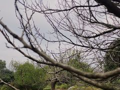 -桃花岛景观公园