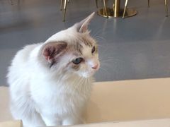 -飞行喵MR PILOT|猫舍·猫咖(静安大融城店)
