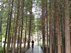 -溱湖国家湿地公园