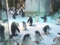 -大连圣亚海洋世界