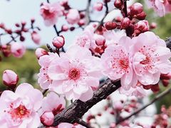 -南汇桃花村