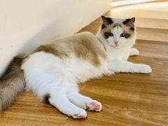 -COLOR PETS 撸猫馆·购猫·猫咖(长风大悦城店)