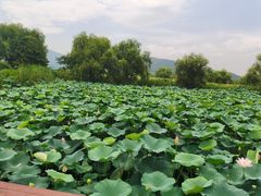 -长兴太湖图影湿地文化园